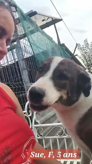 Adopter Sue