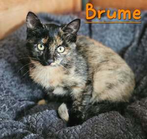 Adopter Brume