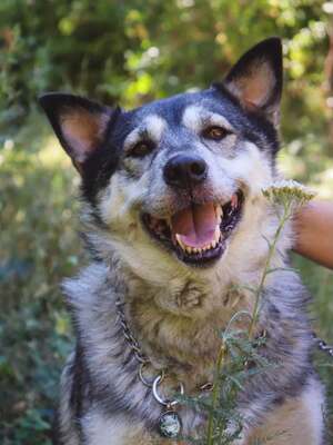 Adopter Amie