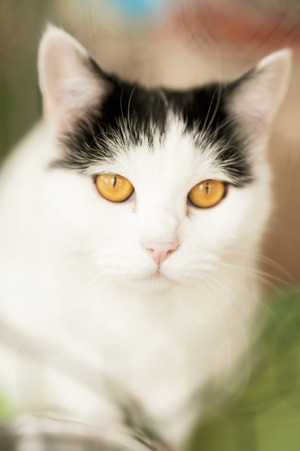 Adopter BAHAMAS