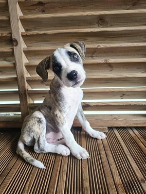 Adopter Sunrise