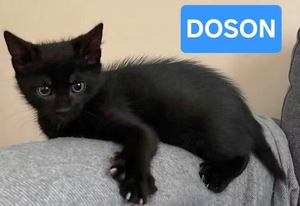 Adopter Doson 