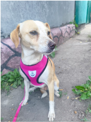 Adopter DINA de Ukraine!