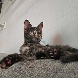 Adopter BELIA