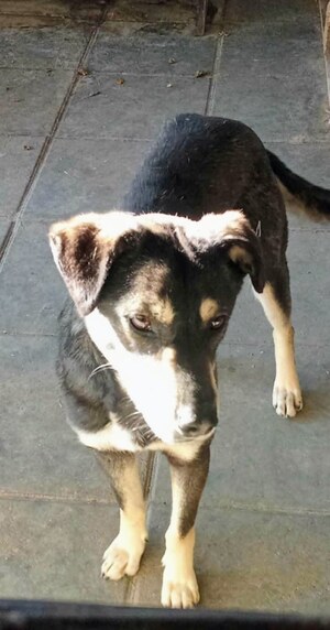 Adopter Fido