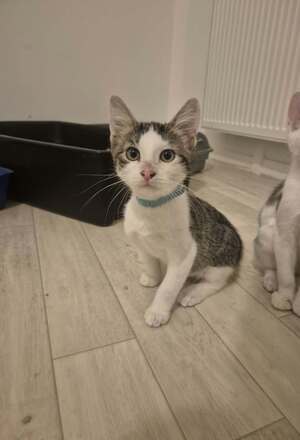 Adopter Célian