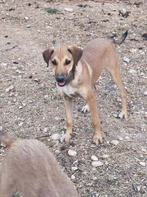 Adopter Sandía