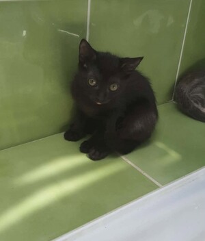 Adopter Bagel
