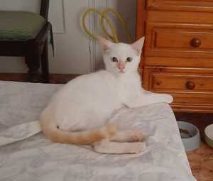 Adopter Eduard