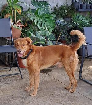 Adopter Maroon