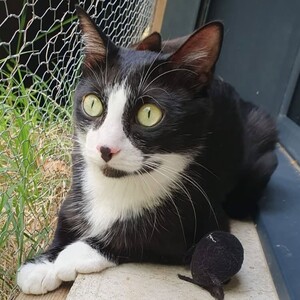 Adopter Enola