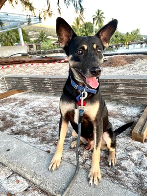 Adopter SIKI