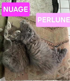 Adopter Nuage et Perlune Duo 