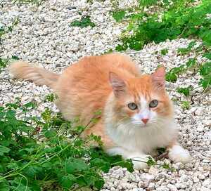 Adopter Willy