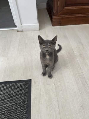 Adopter STELLA