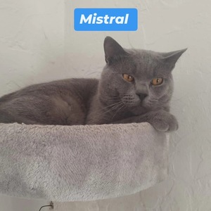 Adopter Mistral