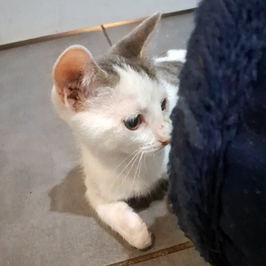 Adopter OPI