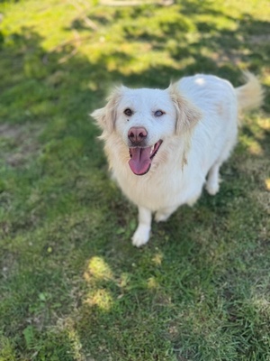 Adopter Eira