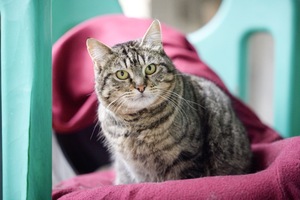 Adopter Mya