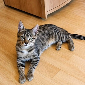 Adopter Camaïeu 