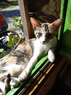 Adopter CARRIE