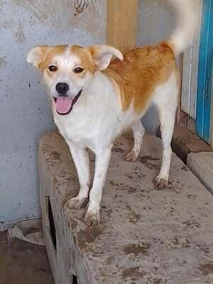 Adopter Lazlo