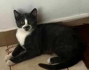 Adopter Litchi