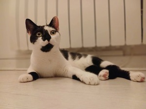 Adopter Alpha