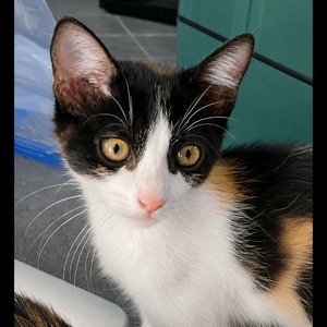 Adopter PATOUNE