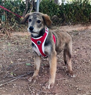 Adopter Aramis