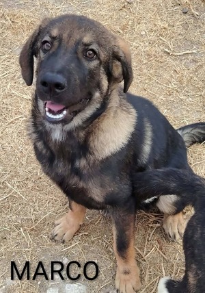 Adopter Marco