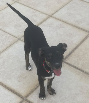 Adopter Tylia