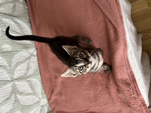 Adopter Meï et Lian