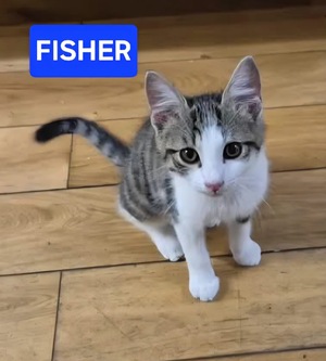 Adopter FISHER