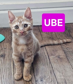 Adopter UBE