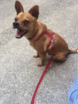 Adopter Snickers 