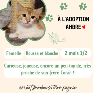Adopter Ambre