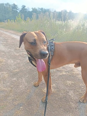 Adopter Eliott