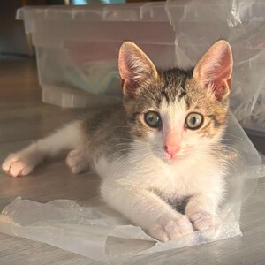Adopter NAPOLEON