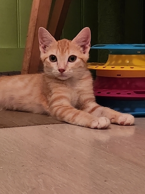 Adopter BUBBLE