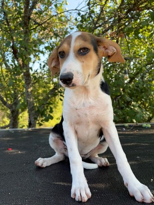 Adopter Luna