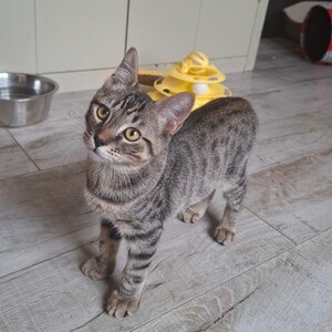 Adopter BIKER
