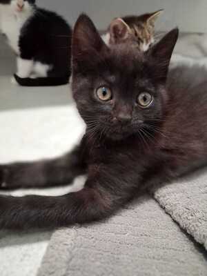 Adopter Emi