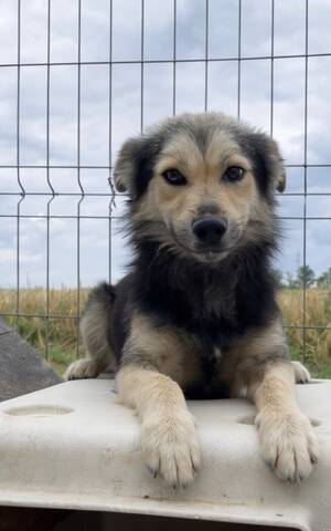 Adopter THEO