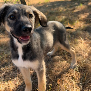 Adopter FREYA