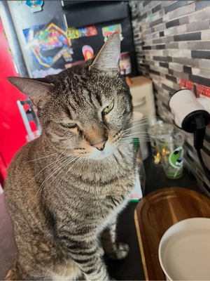 Adopter Meuzou
