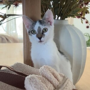 Adopter PEPITE