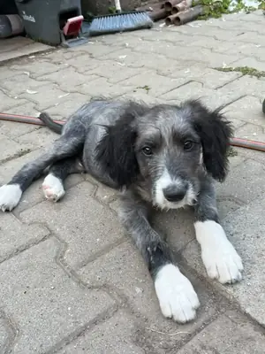 Adopter Armin