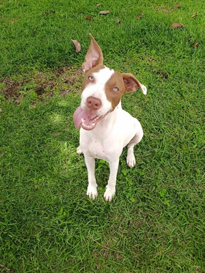 Adopter Bulle