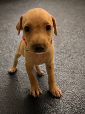 Adopter Kanoa